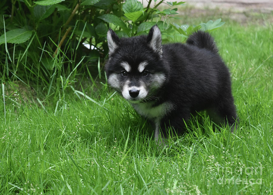 Adorable Fluffy Alusky Puppy in Tall Green Grass Photograph by DejaVu Designs