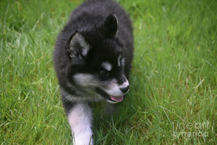 Adorable Fluffy Alusky Puppy Walking in Tall Grass Photograph by DejaVu Designs