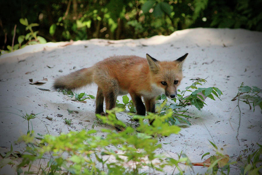 Adorable Fox Cub Photograph by Cynthia Guinn