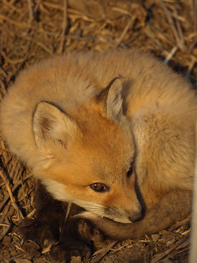 Adorable Fox Kit Photograph by James Peterson