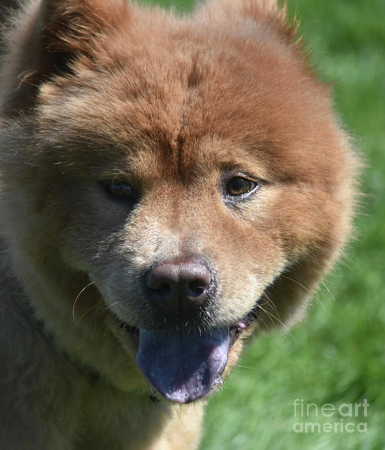 Adorable Fuzzy Face of a Chow Puppy Photograph by DejaVu Designs