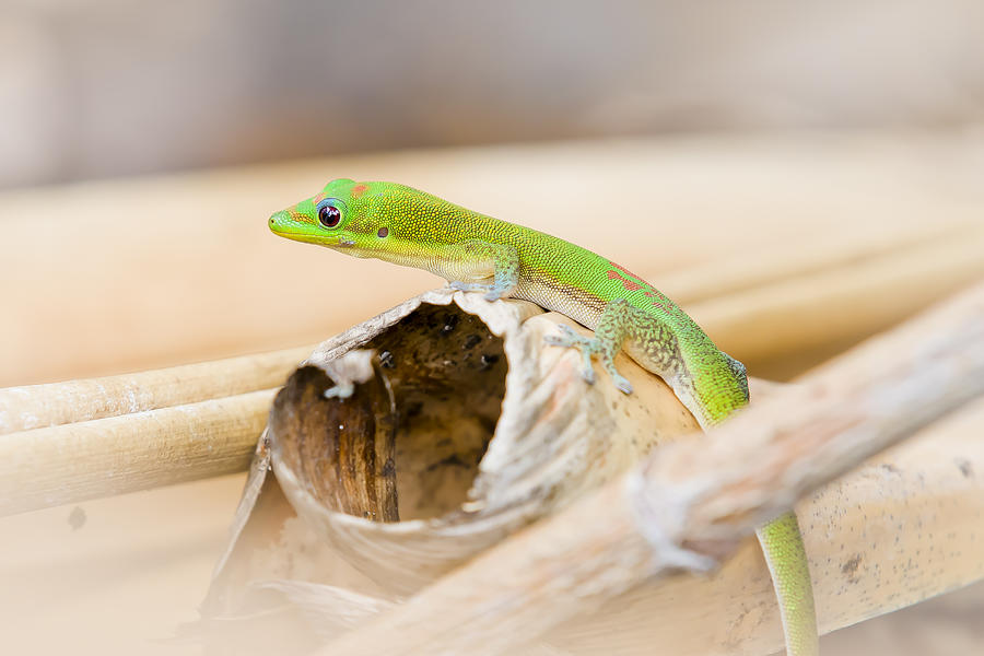 Adorable Gecko Photograph