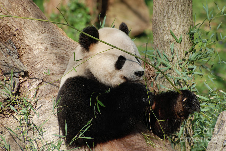 Adorable Giant Panda Bear Eating Bamboo Shoots Photograph by DejaVu Designs