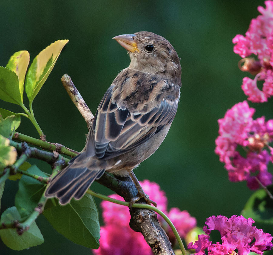 Finch Photograph - Adorable House Finch by Jim Moore