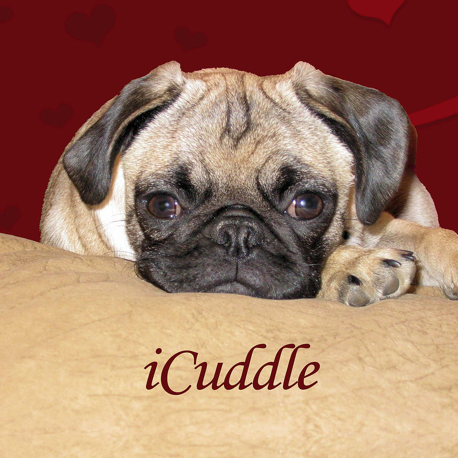 Adorable Painting - Adorable Icuddle Pug Puppy by Patricia Barmatz Adorable Painting - Adorable Icuddle Pug Puppy by Patricia Barmatz