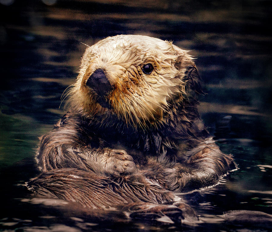 Adorable Sea Otter Photograph by Jean Noren