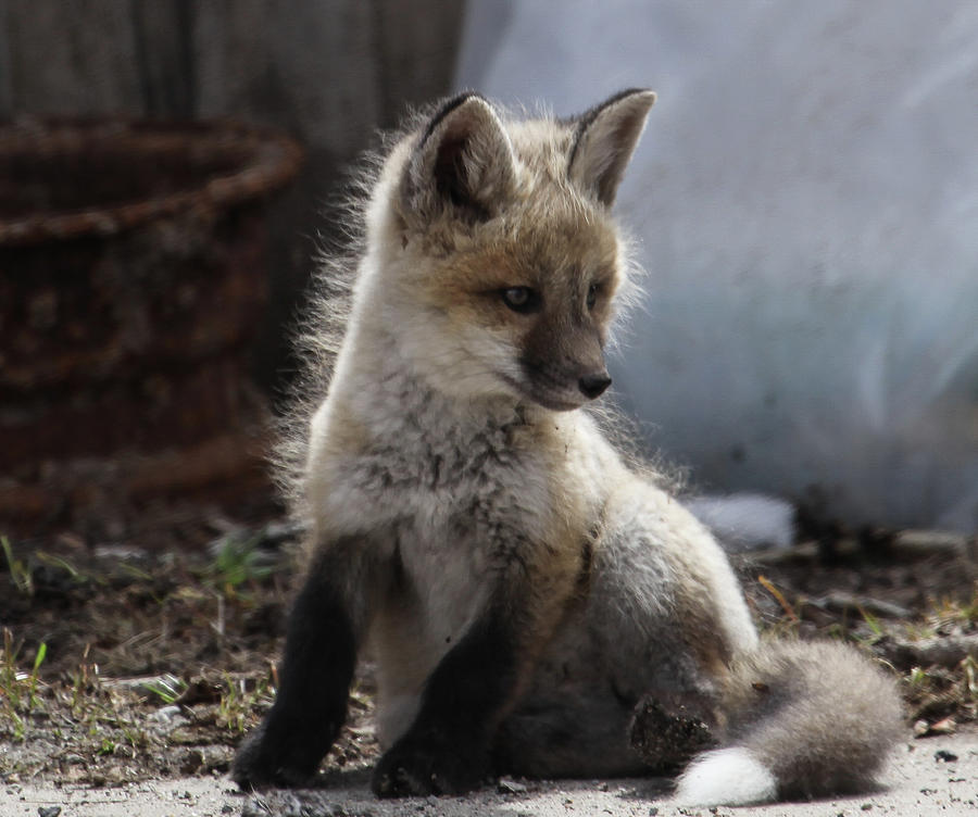 Adorable kit fox Photograph by Antonia Lineaweaver | Fine Art America