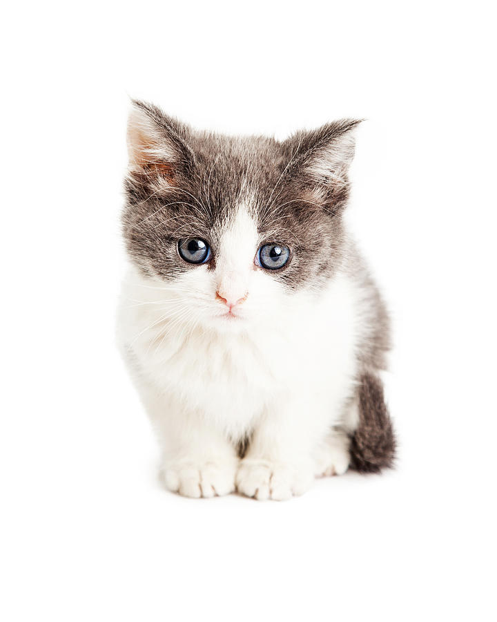 Adorable Kitten Sitting Looking Forward Photograph by Good Focused
