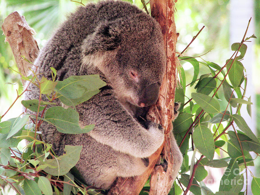 Adorable Koala Bear Relaxing in a Tree Photograph by DejaVu Designs