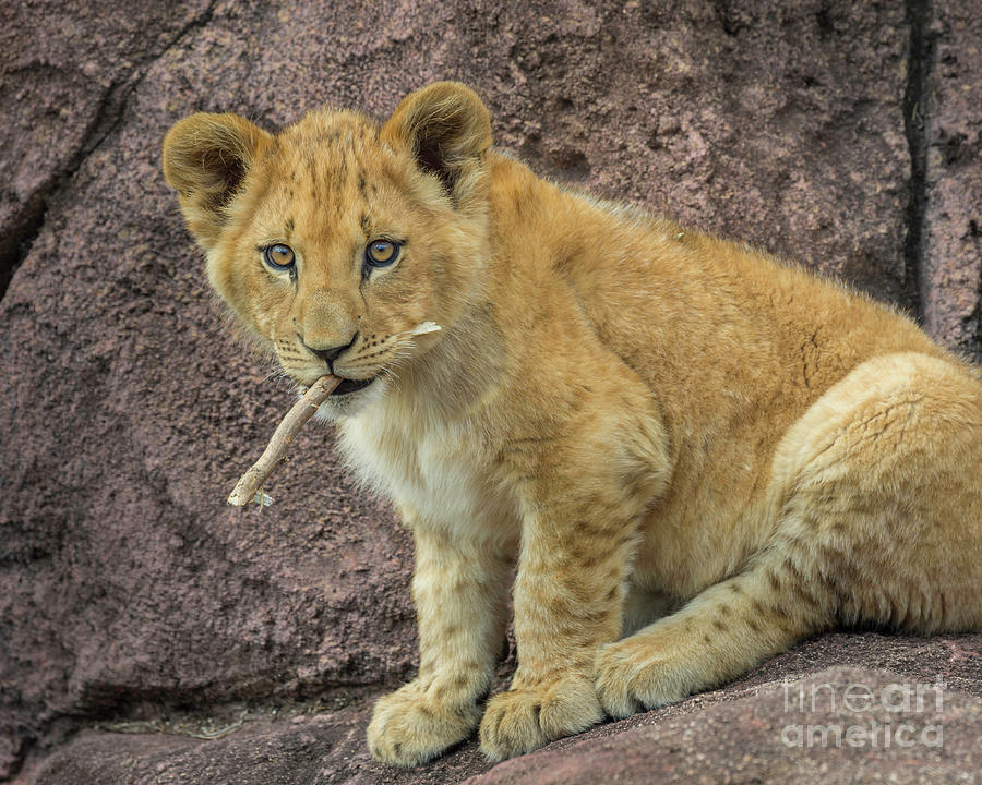 Adorable Lion Cub Photograph by Karen Jorstad