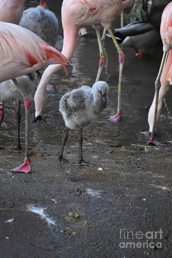 Adorable little baby flamingo with grey feathers  Photograph by DejaVu Designs