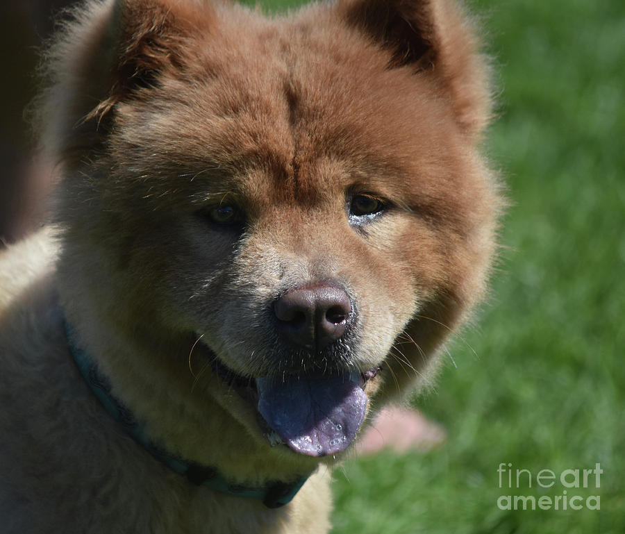Adorable Little Chow Puppy with Perky Ears Photograph by DejaVu Designs