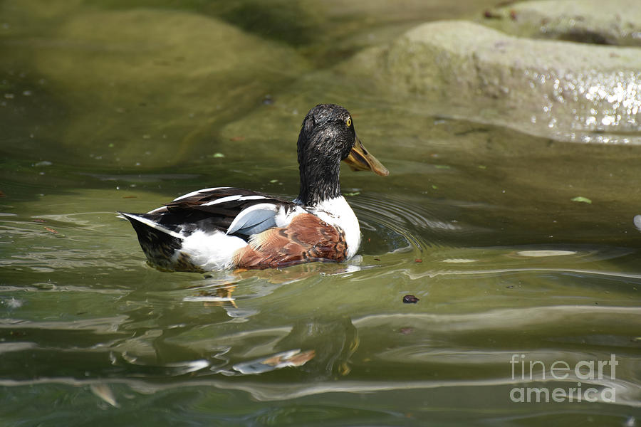 Adorable Little Duck Swimming in a Pond Photograph by DejaVu Designs