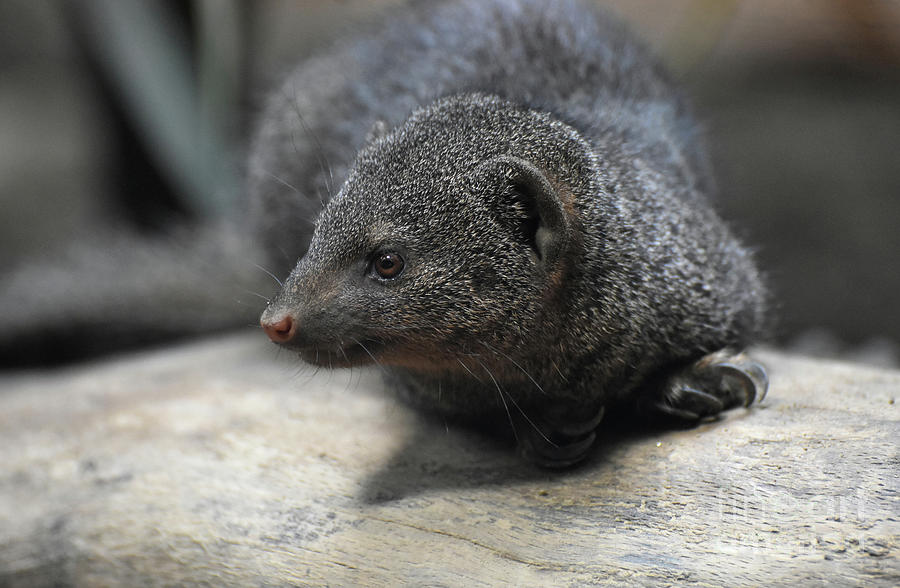 Adorable Little Dwarf Mongoose Laying on a Rock Photograph by DejaVu Designs