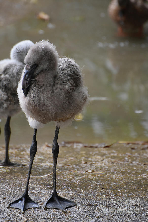 Adorable little flamingo baby with fluffy feathers  Photograph by DejaVu Designs