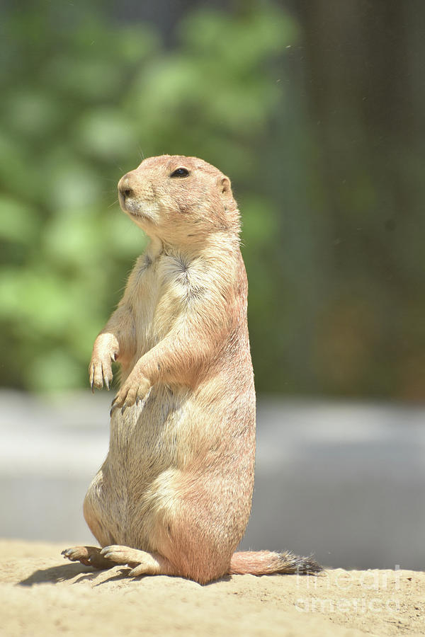 Adorable Little Prairie Dog Living in Nature Photograph by DejaVu Designs