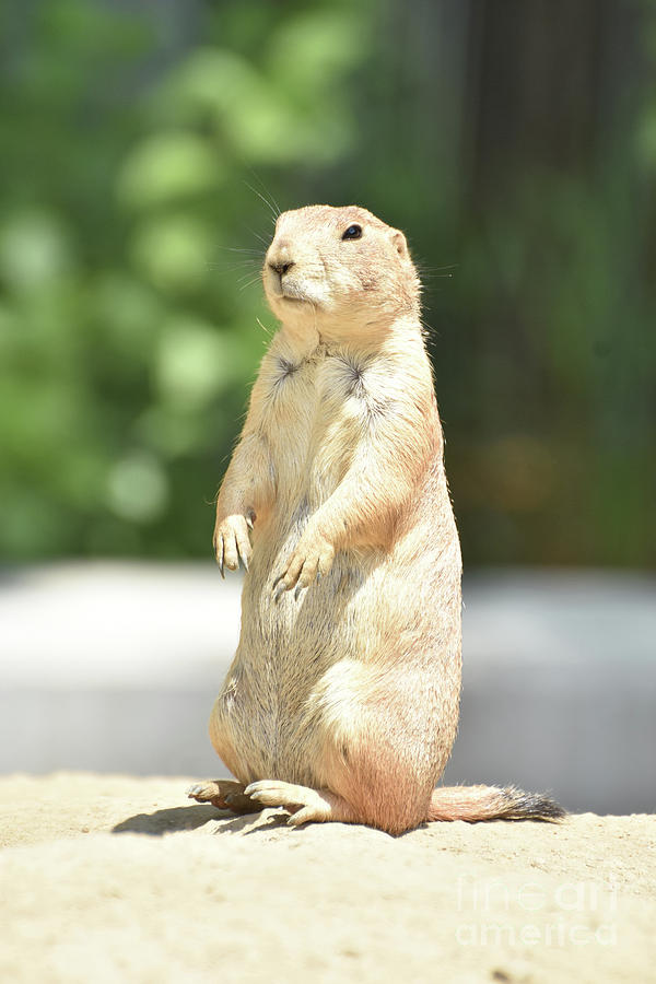 Adorable Little Prairie Dog with Short Arms Photograph by DejaVu Designs