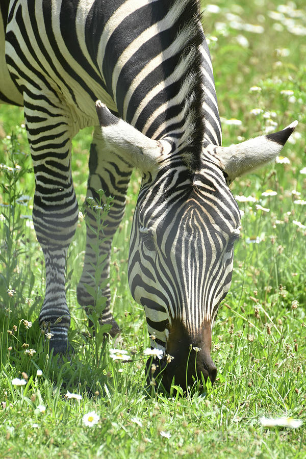 Adorable Little Zebra Romping Around in Nature Photograph by DejaVu Designs