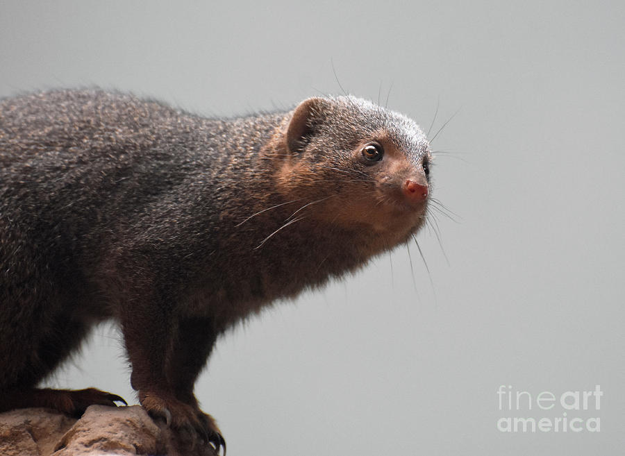 Adorable Look on the Face of a Dwarf Mongoose Photograph by DejaVu Designs