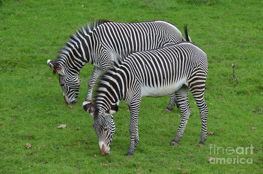 Adorable Pair of Zebras with Brown Spots on their Noses Grazing Photograph by DejaVu Designs