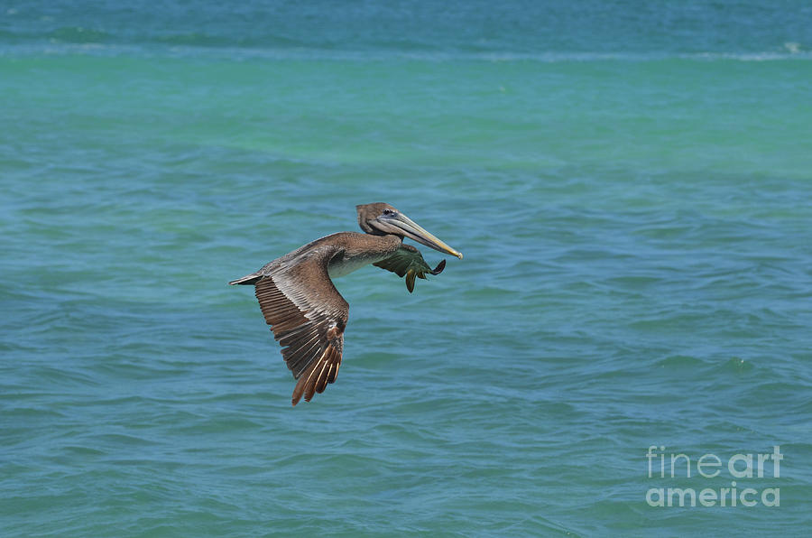 Adorable pelican flying off the coast of aruba  Photograph by DejaVu Designs