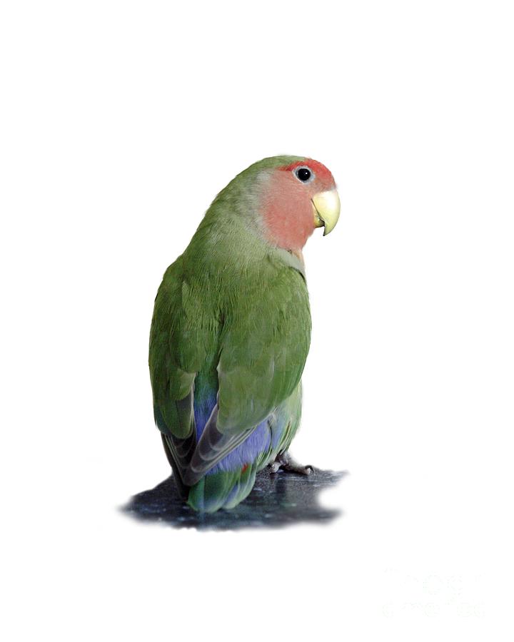 Lovebird Photograph - Adorable Pickle on a transparent background by Terri Waters