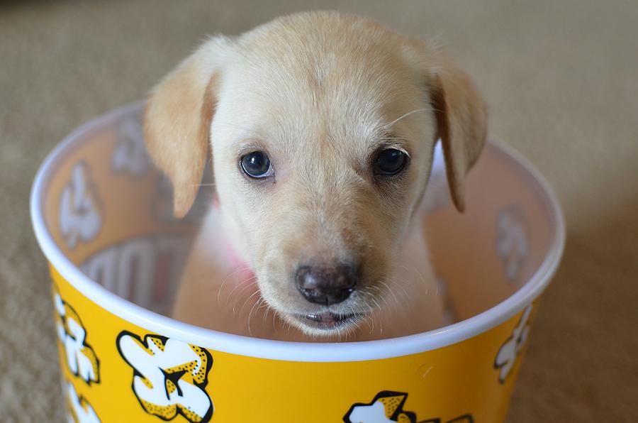 Adorable Puppy in Popcorn Photograph by Raymond Pickard - Pixels