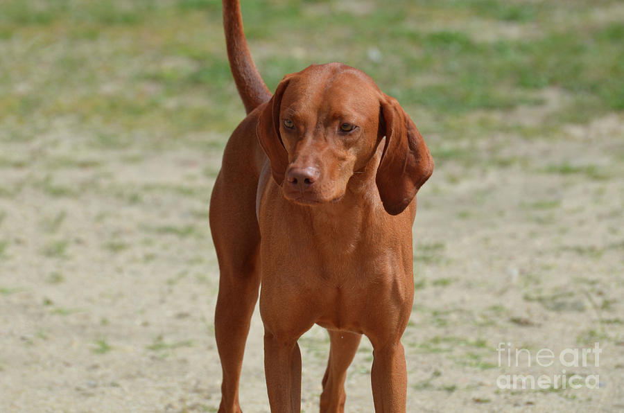 Adorable Redbone Coonhound Standing Alone Photograph by DejaVu Designs