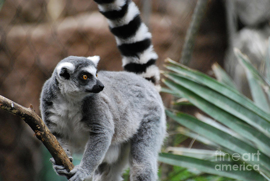 9,800+ Ring Tailed Lemur Stock Photos, Pictures & Royalty-Free Images -  iStock | Ring tailed lemur portrait, Ring tailed lemur wild, Ring tailed  lemur white background