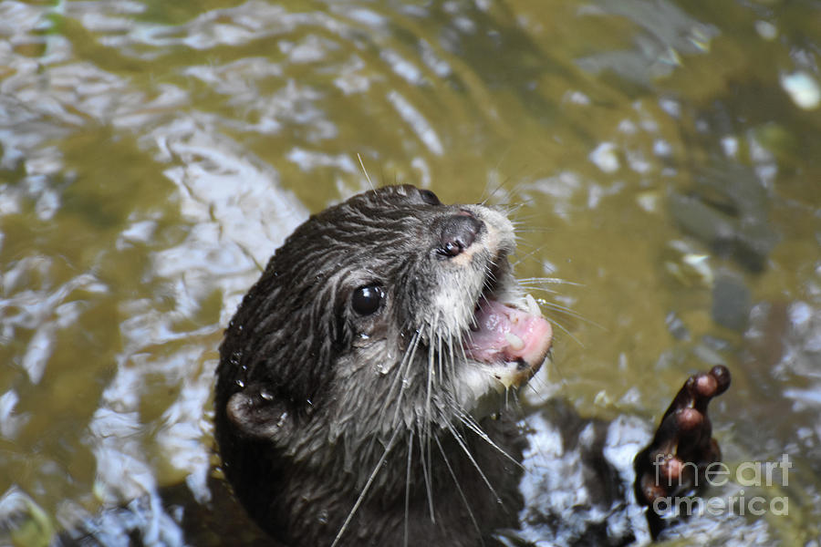Adorable River Otter with His Mouth Open Photograph by DejaVu Designs