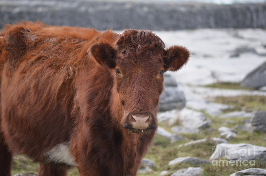 Adorable Shaggy Brown Cow in Ireland Photograph by DejaVu Designs