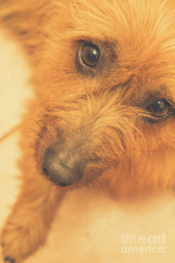 Adorable small pet dog in tones of Red Photograph by Jorgo Photography