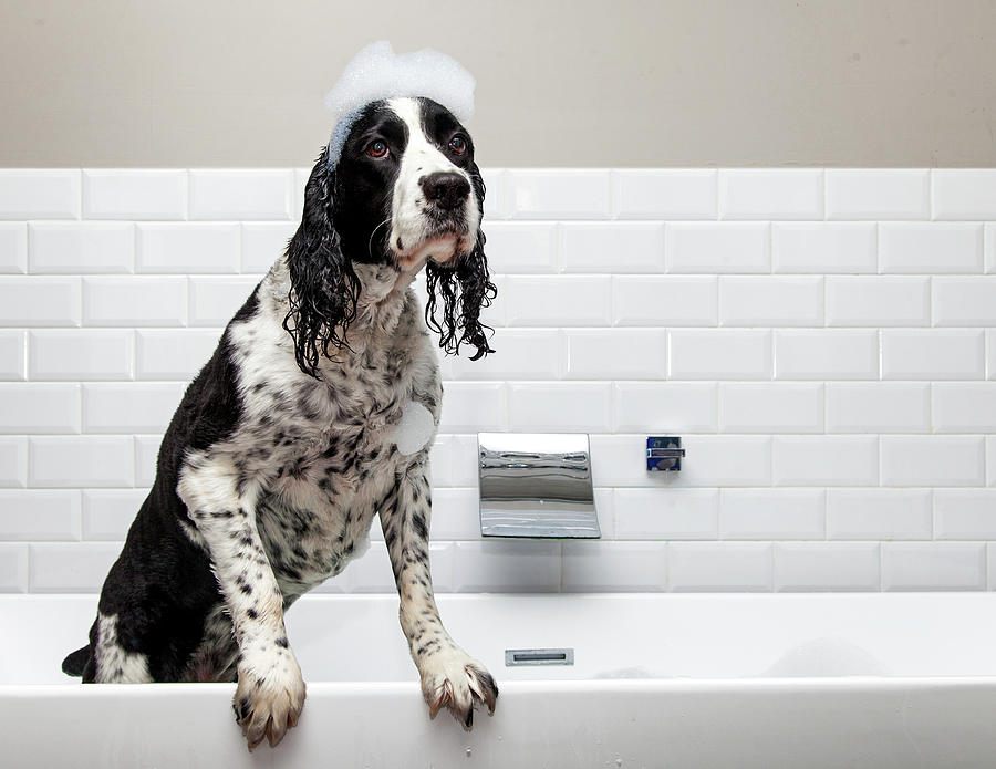 Animal Photograph - Adorable Springer Spaniel Dog in Tub by Good Focused