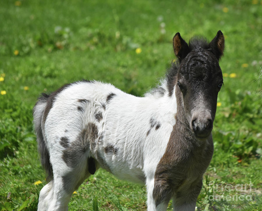 Adorable White and Black Miniature Horse Foal in Pennsylvania ...