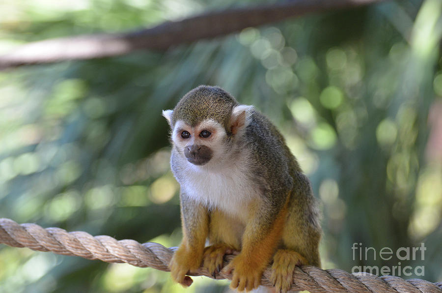 Adorable Young Squirrel Monkey Sitting on a Rope Photograph by DejaVu Designs