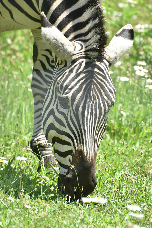 Adorable Zebra Eating Grass for a Snack Photograph by DejaVu Designs