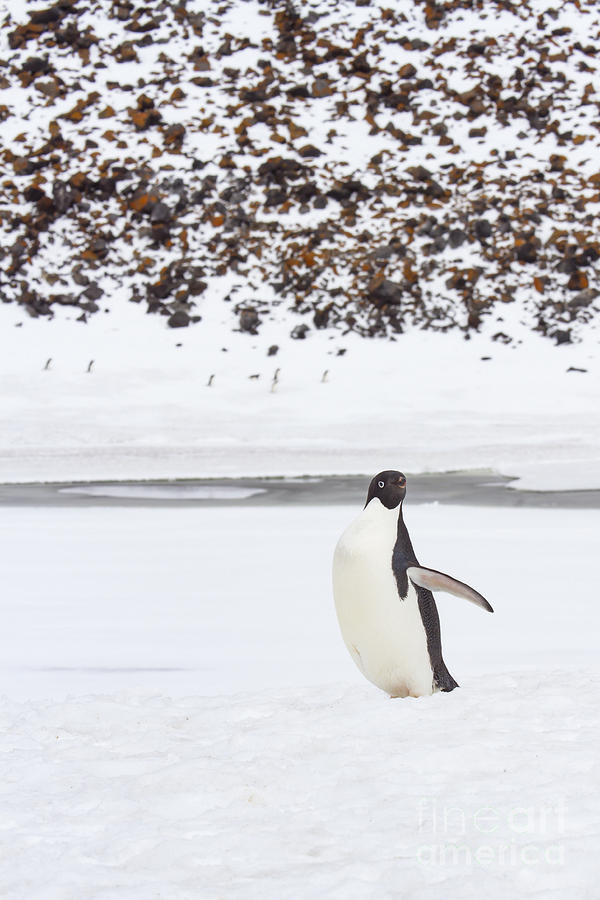 Adult adelie penguin Photograph by Karen Foley