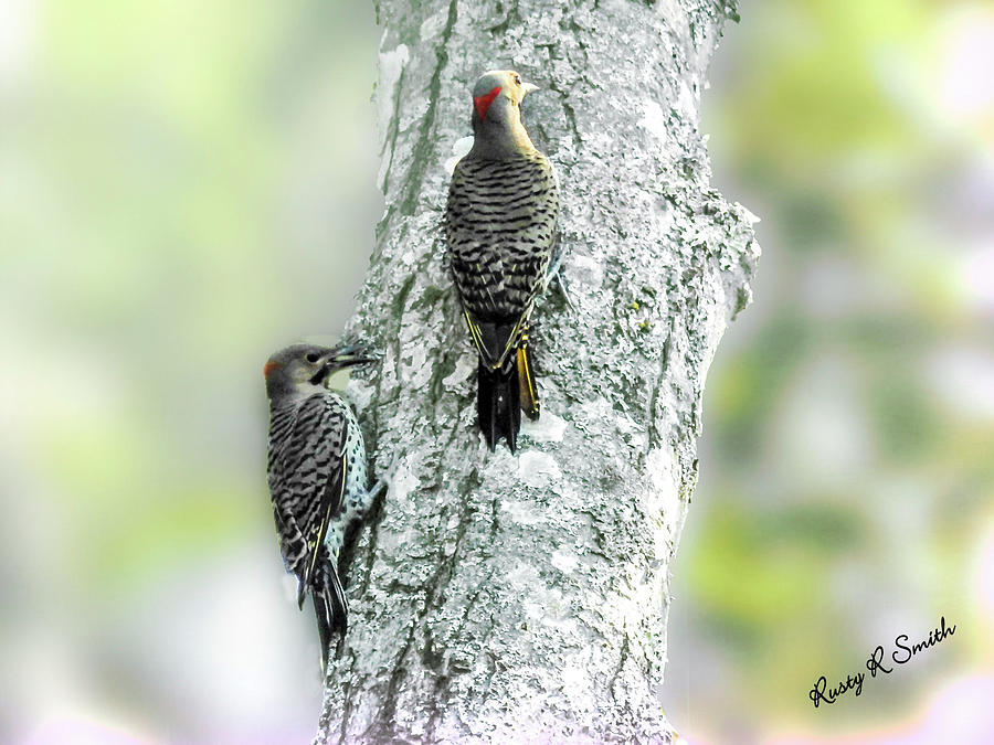 Summer Digital Art - Adult and a young northern flicker. by Rusty R Smith