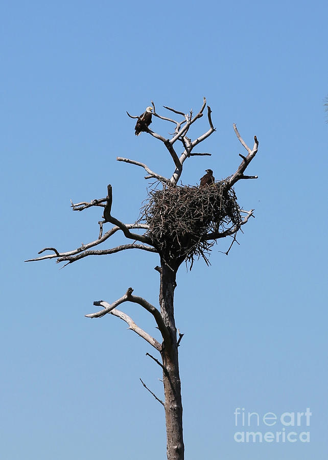 Adult and Juvenile Bald Eagle in Florida Nest Photograph by Carol Groenen