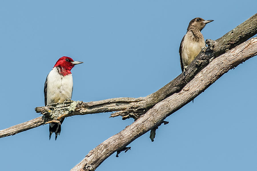 Woodpecker Photograph - Adult and Juvenile Red-Headed Woodpeckers on a Branch by Morris Finkelstein