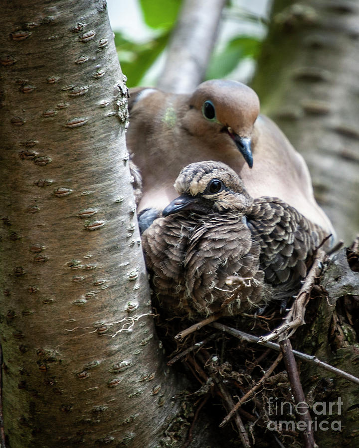 Adult and Squab Mourning Doves Photograph by Tom Brickhouse