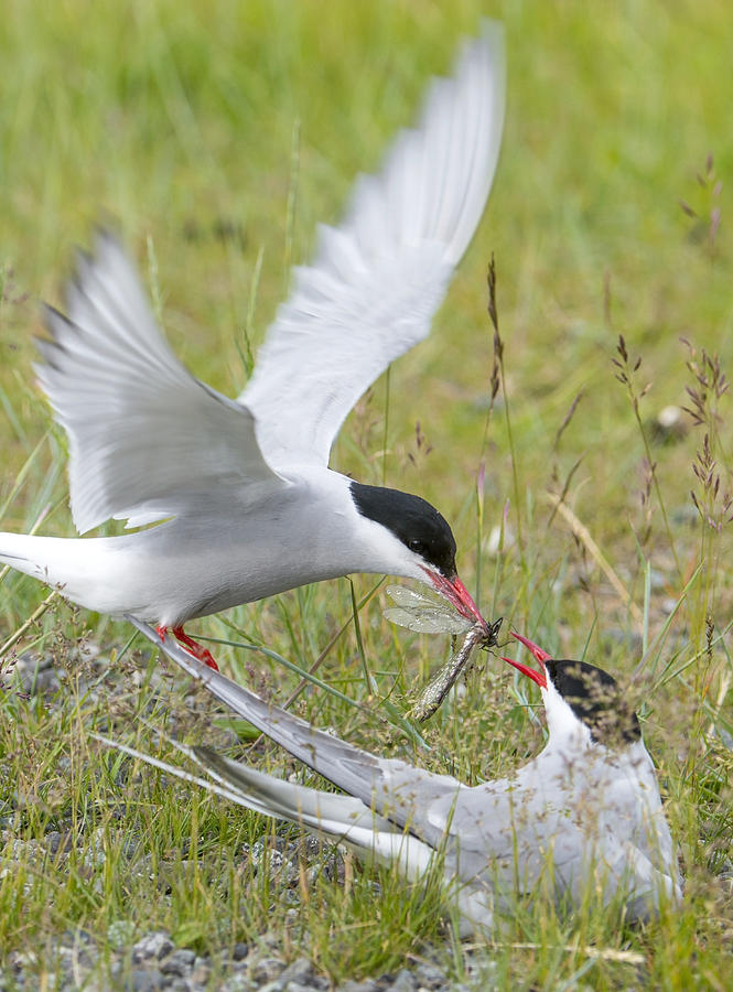 Adult Arctic Tern Feeds Insect Photograph by Cathy Hart