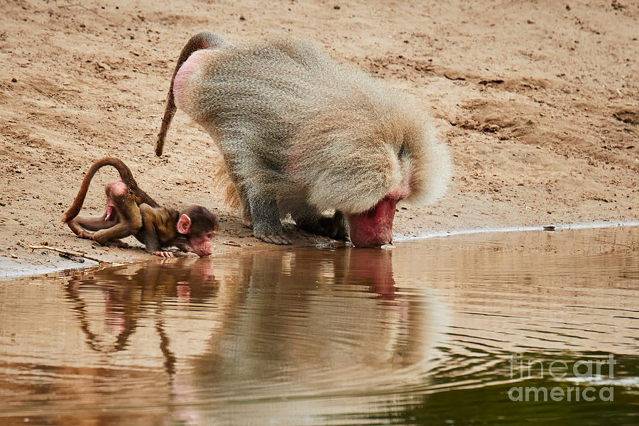 Wildlife Photograph - Adult Baboon and baby together on the waterfront  by Nick  Biemans