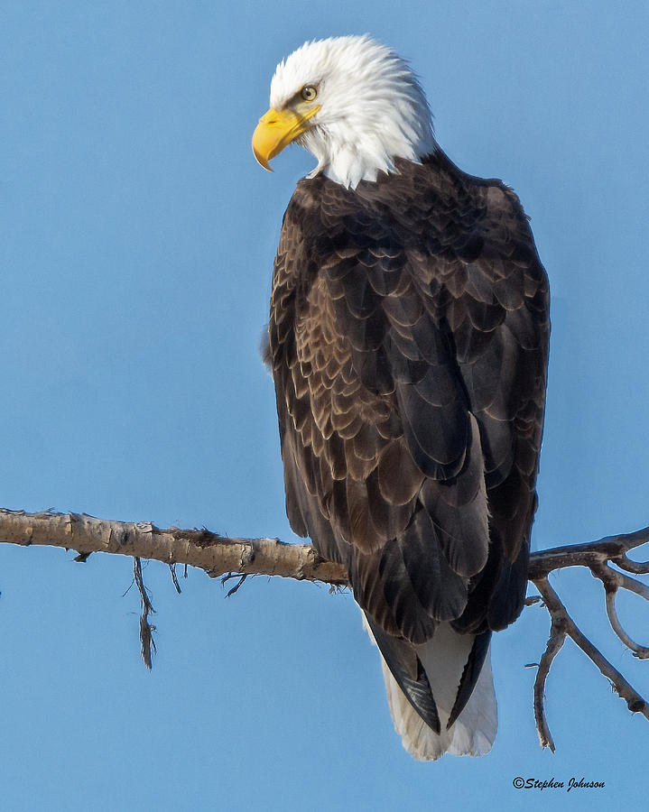 Adult Bald Eagle on Branch Photograph by Stephen Johnson