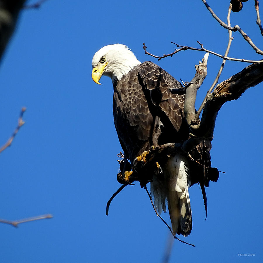 Eagle Photograph - Adult Baldy by Dark Whimsy