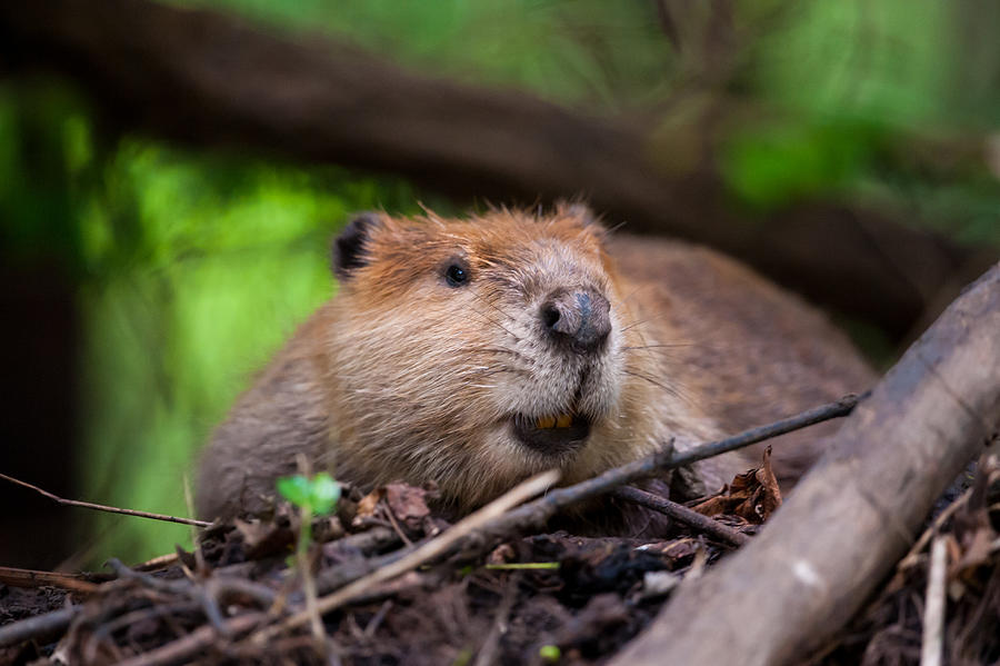 Adult Beaver #1 Photograph by Jeff Phillippi