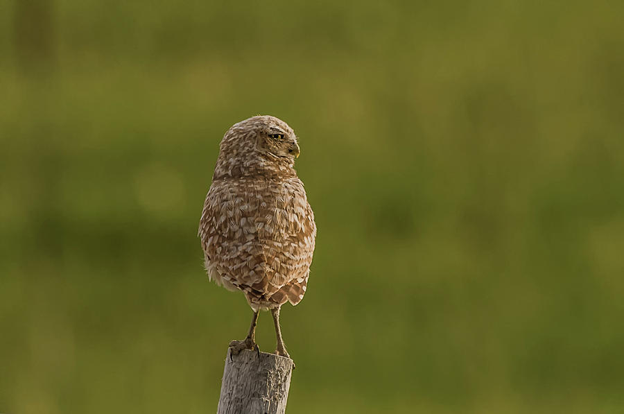 Adult Burrowing Owl Photograph by Yeates Photography