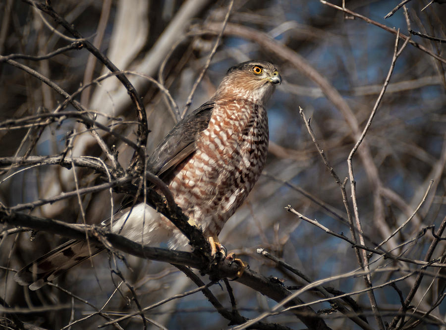 Adult Coopers Hawk Photograph by Rick Mosher