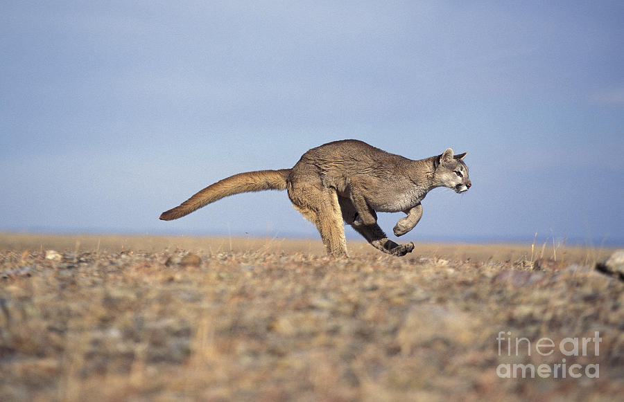 Adult Cougar Puma Concolor Photograph by Gerard Lacz