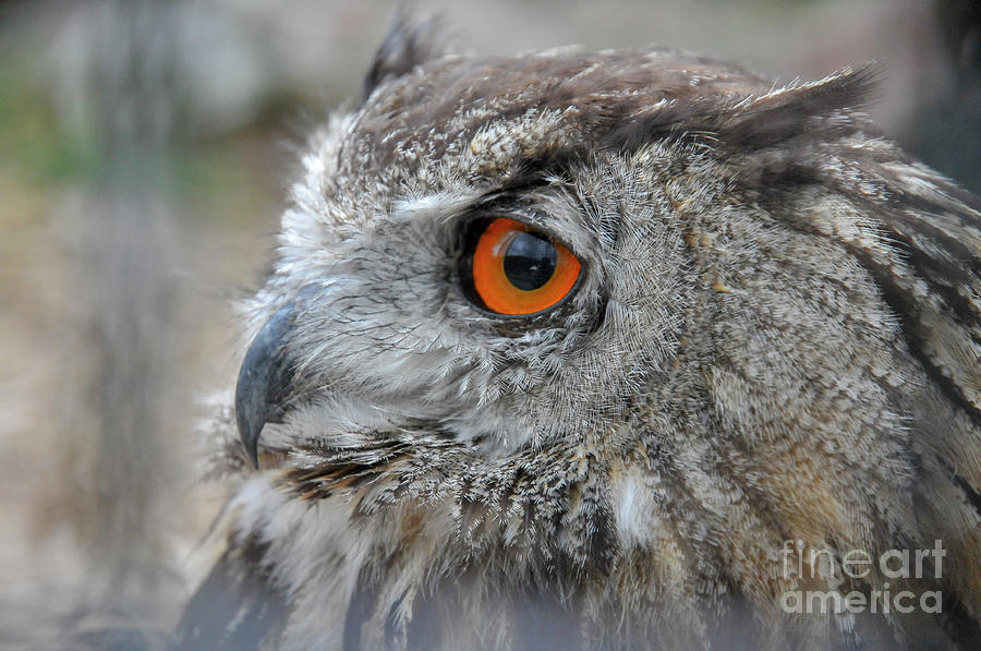 Owl Photograph - Adult eurasian eagle owl Bubo bubo by Shay Levy
